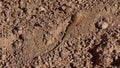 Brown lizard moving on the dry soil in Saint Catherine in Egypt