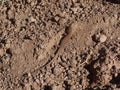 Brown lizard moving on the dry soil in Saint Catherine in Egypt