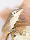 Brown lizard shedding Royalty Free Stock Photo