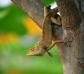 Brown lizard stick on tree.