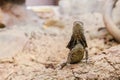 Brown lizard with stone and sand background Royalty Free Stock Photo