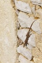 Brown Lizard on a Stone Wall Royalty Free Stock Photo