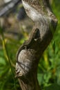 Brown lizard,tree lizard, details of lizard skin stick on the tree.