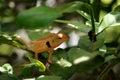 Brown lizard,tree lizard,