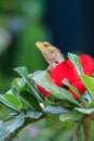Brown Lizard or tree lizard Royalty Free Stock Photo