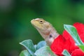 Brown Lizard or tree lizard Royalty Free Stock Photo
