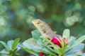 Brown Lizard or tree lizard Royalty Free Stock Photo
