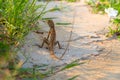 Brown lizard on white sand in green grass. Exotic animal in wild nature. Tropical jungle forest inhabitant. Royalty Free Stock Photo