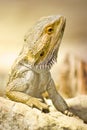 Brown lizzard Royalty Free Stock Photo