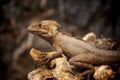 Brown lizzard portrait