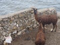 Brown llama Royalty Free Stock Photo