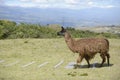 Brown llama on the field.