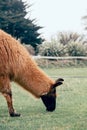 A brown llama grazes in a meadow on a cloudy day in New Zealand. wild and domestic animals.