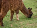 A brown llama grazing