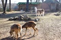 Brown llama lama glama, mammal living in the South American Andes