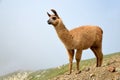 Brown llama in mountain landscape.