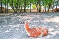 Brown llama lying on ground in shade Royalty Free Stock Photo