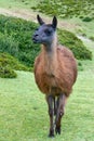 Brown llama in the mountains of Ecuador