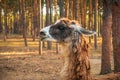 Brown llama portrait at nature background