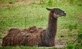 Brown llama resting on green grass Royalty Free Stock Photo