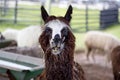 Brown llama