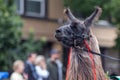 Brown llama on the street