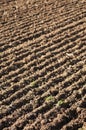 Brown loamy soil Royalty Free Stock Photo