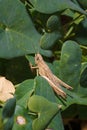 Brown locust acrididae on green fresh pea plant foliage, soft focused macro shot Royalty Free Stock Photo