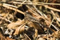 Brown locust/grasshopper sitting on a brown leaf Royalty Free Stock Photo