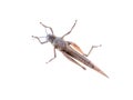 Brown locust insect belly view isolated Royalty Free Stock Photo