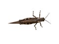 Brown locust insect top view isolated Royalty Free Stock Photo