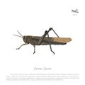 Brown locust on a white background. Image grasshopper side view