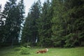Brown lonely cow lying down Royalty Free Stock Photo
