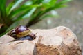 Brown long big snail round shell with stripes Royalty Free Stock Photo