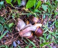 Big snail in the creeks crawling on the street. Summer day in the garden crawling on the ground. Royalty Free Stock Photo