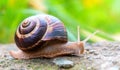 Brown long big snail round shell with stripes and with long horns crawling on the edge of stone Royalty Free Stock Photo