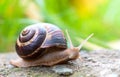 Brown long big snail round shell with stripes and with long horns crawling on the edge of stone Royalty Free Stock Photo