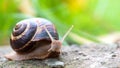 Brown long big snail round shell with stripes and with long horns crawling on the edge of stone Royalty Free Stock Photo