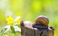 Brown long big snail round shell with stripes and with long horns Royalty Free Stock Photo