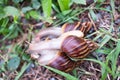 Big snail in the creeks crawling on the street. Summer day in the garden crawling on the ground. Royalty Free Stock Photo