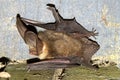 Brown long-eared bat resting on a fence post Royalty Free Stock Photo