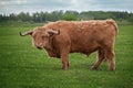 Brown long hair highland bull Royalty Free Stock Photo