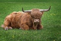 Brown long hair highland bull Royalty Free Stock Photo