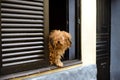 Brown long haired cute dog sitting on window aisle