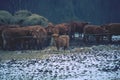 Brown long hairs cows in snow landscape. The livestock on a farm walks on snow . Royalty Free Stock Photo