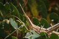 Brown long headed acrida from acrididae among pea plant foliage, locust grasshopper, soft focused macro shot