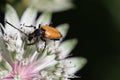 A brown long horned beetle sits in a white astrantia flower closeup