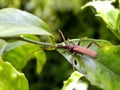 Brown Longhorn Beetle 1