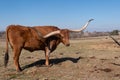 Brown Longhorn cow with long horns standing in ranch pasture