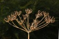 Brown Lovage seeds in a garden in autumn